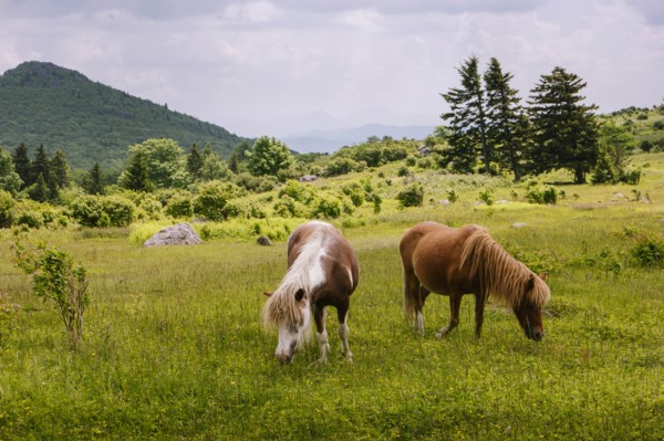 Wild ponies grazing in Mount Rogers National Recreation Area