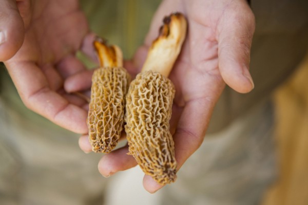 Man holding Molly moocher mushrooms