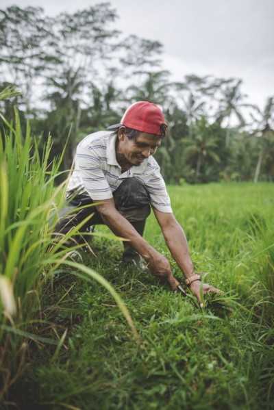 Farm worker using scythe in Bali