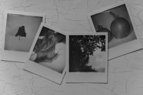 Photographs of trees and pumpkins