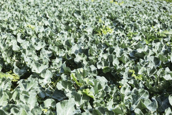Cabbage crop