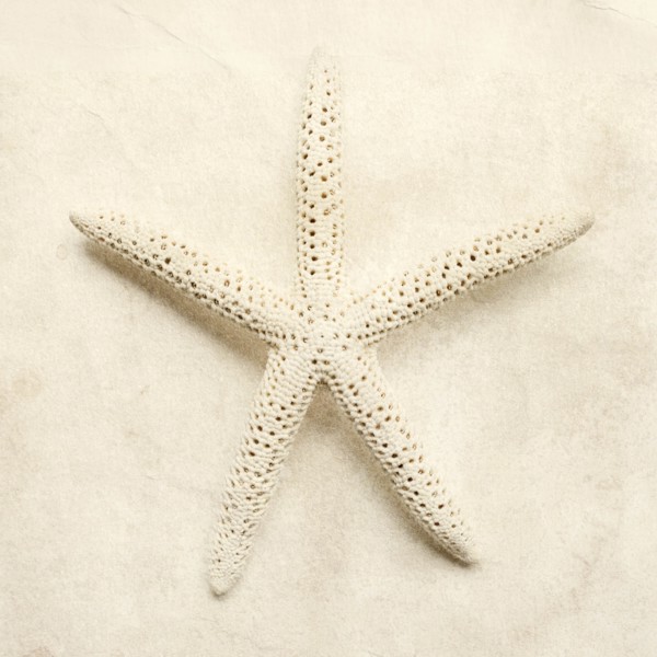 White starfish