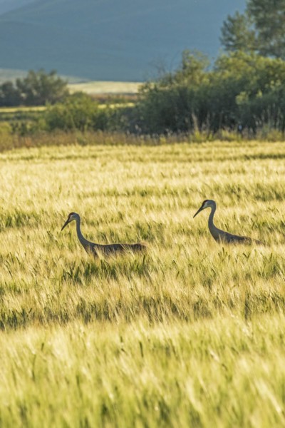 Sandhill cranes in field in Picabo, Idaho, USA