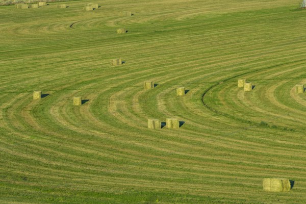 Hay bales in field in Picabo, Idaho, USA