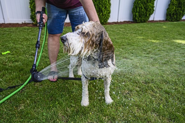 Woman washing dog on grass