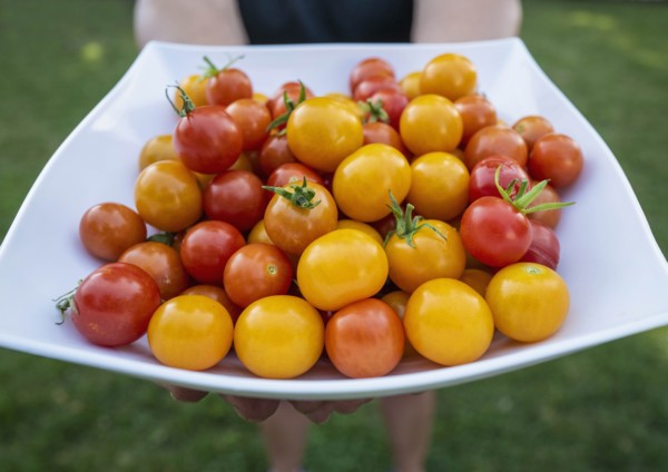 Woman holding plate of cherry tomatoes