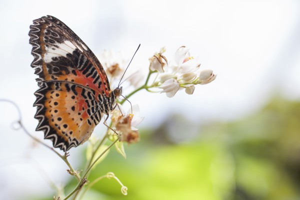 Brown and orange butterfly on flower