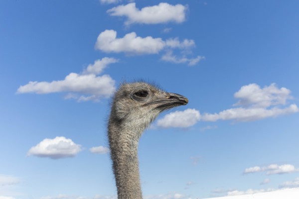 Portrait of ostrich against cloudy sky