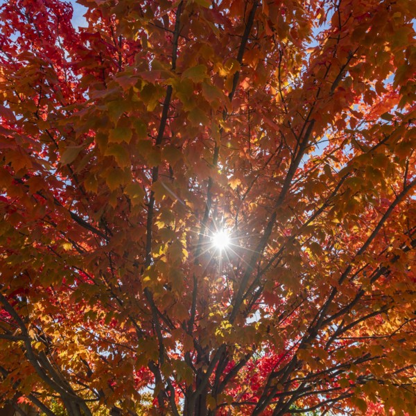 Sunbeam through autumn branches
