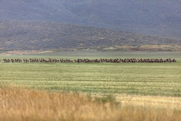 Herd of elk in field in Picabo, Idaho, USA