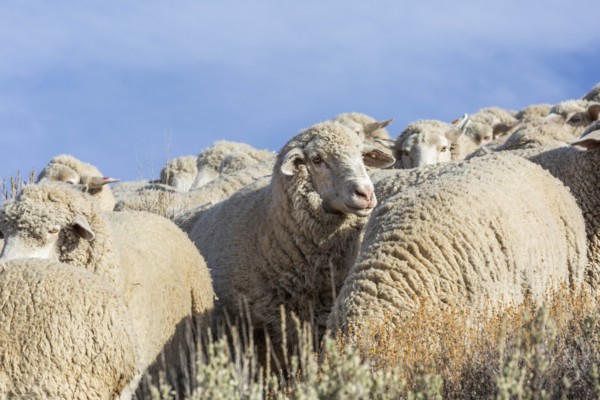 Flock of sheep