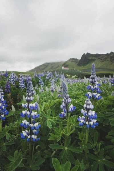 Lupine flowers by church in Vik, Iceland