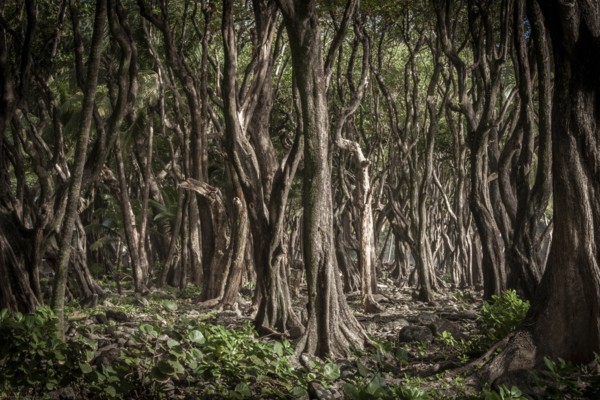 Trees in forest