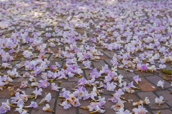 Purple flowers on pavement