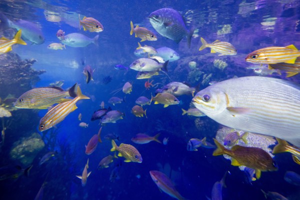 School of fish underwater