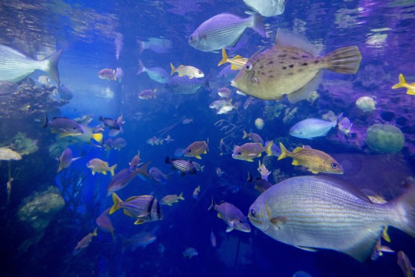 School of fish underwater