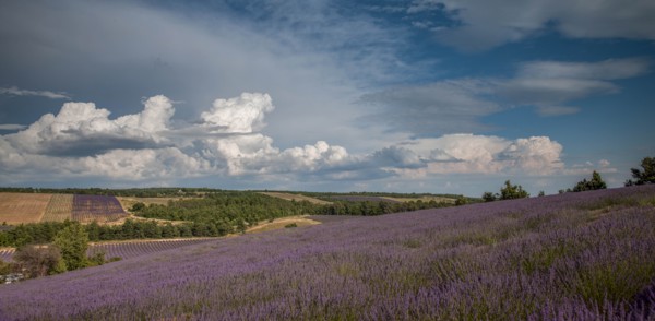 Lavender field in Provence, France