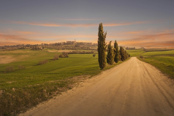 Cypress trees by dirt road at sunset in Tuscany, Italy