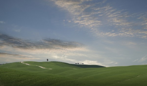 Trees on hill in Tuscany, Italy