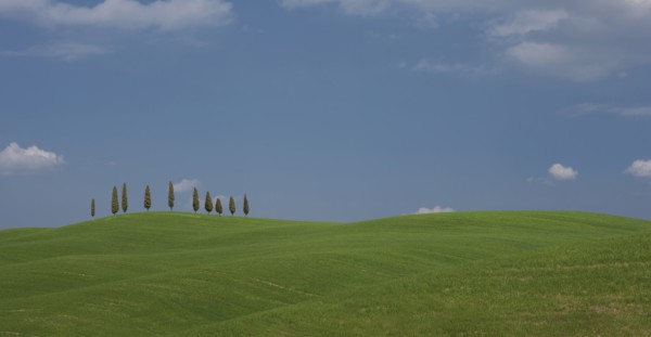 Trees on hill in Tuscany, Italy