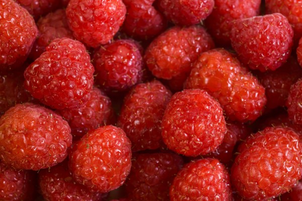 Abundance of raspberries
