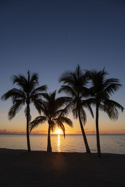 Silhouette of palm trees at sunset