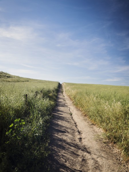 Dirt track between grass
