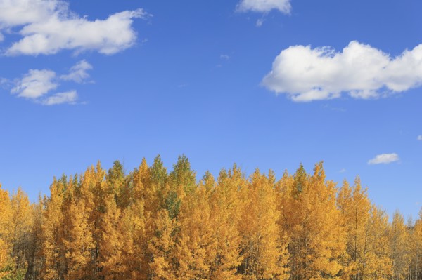Aspen trees during autumn at Kenosha Pass, Colorado