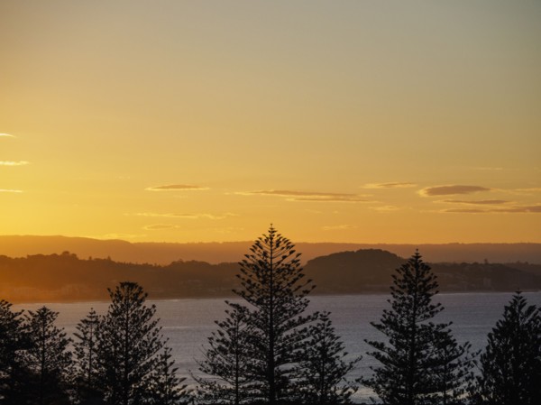 Pine trees and river at sunset