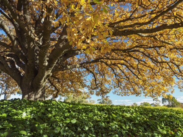 Tree with yellow leaves during autumn