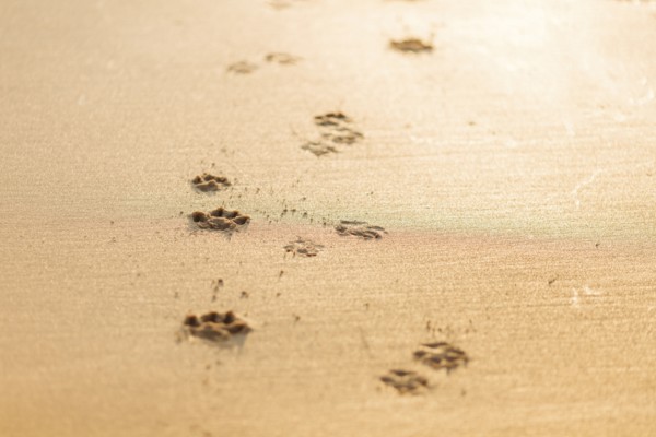 Dog pawprints in sand