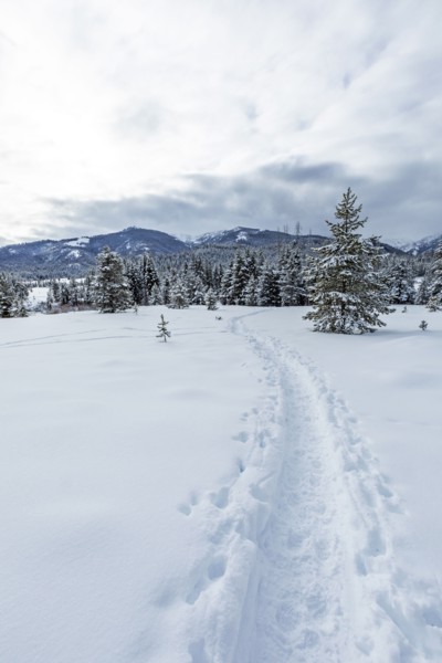 Tracks in snow