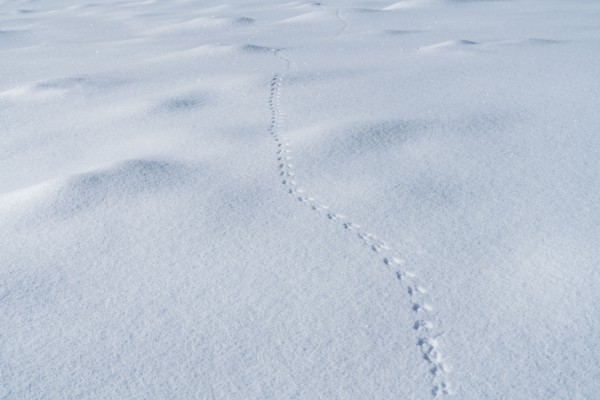 Tracks in snow