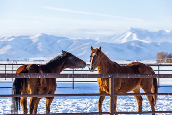 Brown horses in paddock during winter