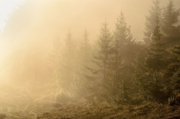 Ukraine, Zakarpattia region, Carpathians, Borzhava, Pryslip Pass, Coniferous forest in morning fog
