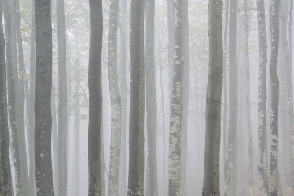 Ukraine, Zakarpattia region, Carpathians, Forest, Borzhava, Row of trees in woods in morning mist