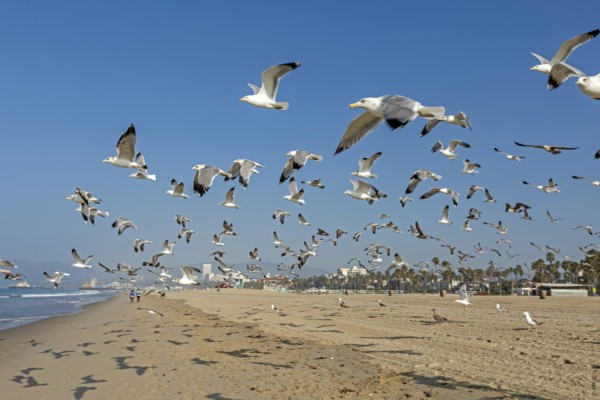 Flock of seagulls taking off from Santa Monica Beach