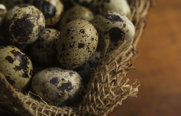 Bird eggs in basket