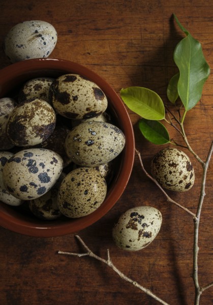 Bird eggs in bowl by branch