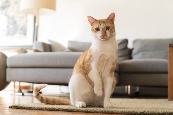 Cat with raised paw sitting on rug