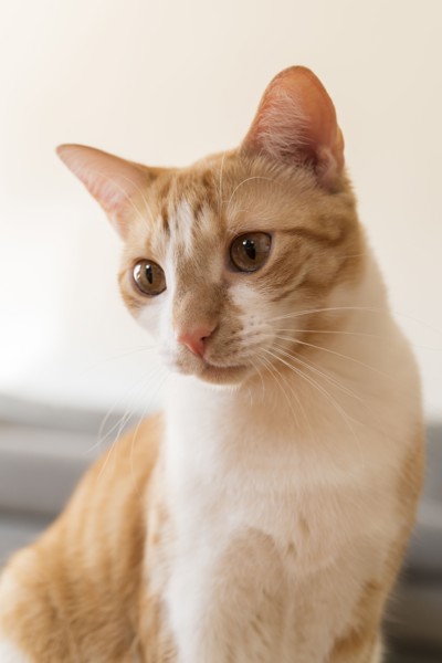 Ginger and white cat