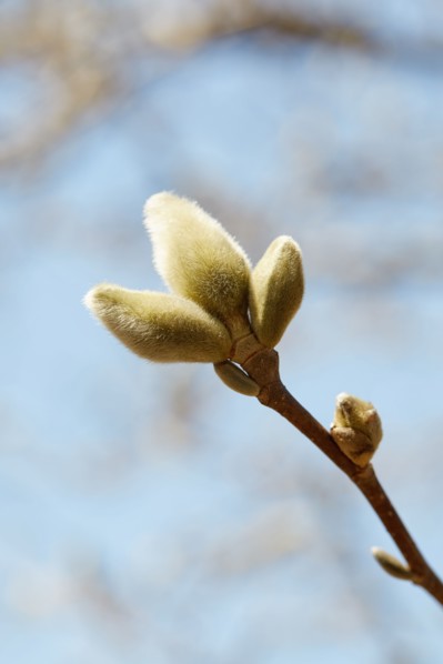 Magnolia bud against sky