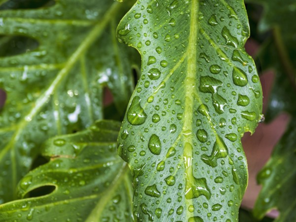 Dew droplets on leaves