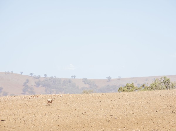 Sheep in dry field