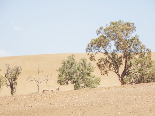 Sheep in dry field