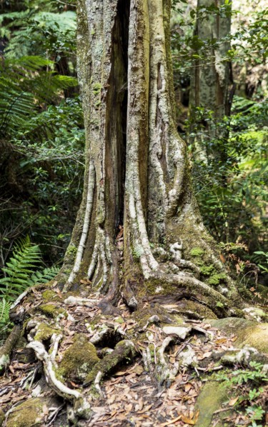 Tree trunk in forest