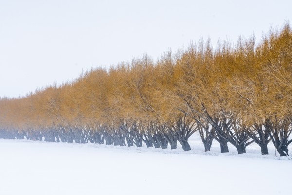 Brown willow trees in snow