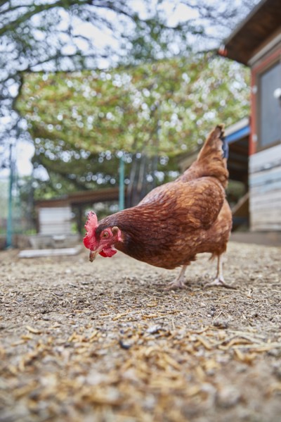 Pecking chicken in farm