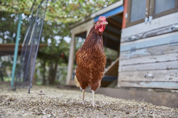 Brown chicken in farm