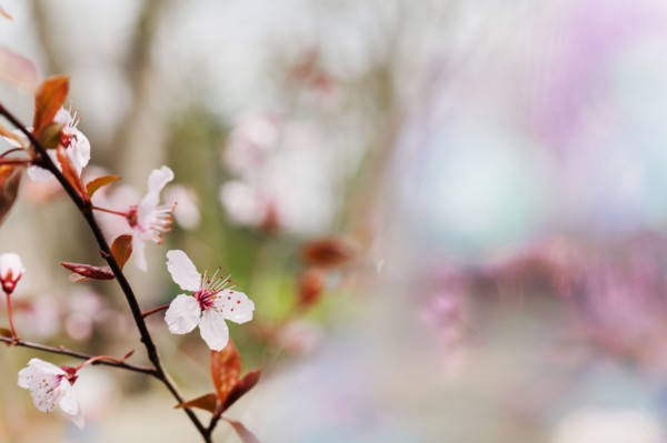 Spring blossoms on tree branch